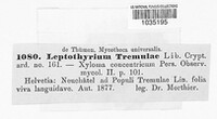 Titaeosporina tremulae image